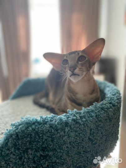 Ориентальная кошка