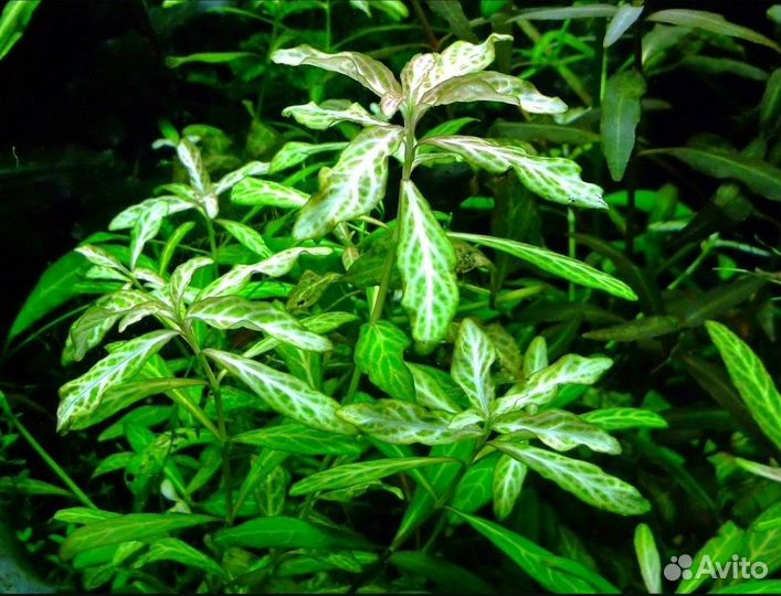 Аквариумные расстения