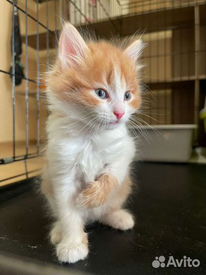 Пушистый рыжий котенок мальчик