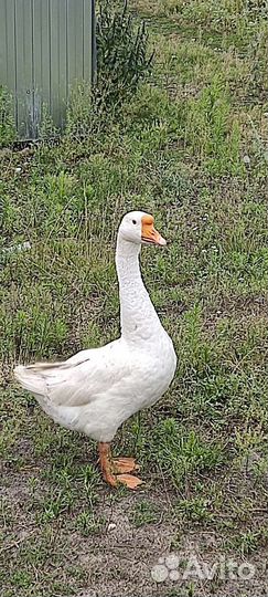 Гусь на племя