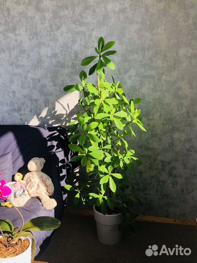 Синадениум Гранта