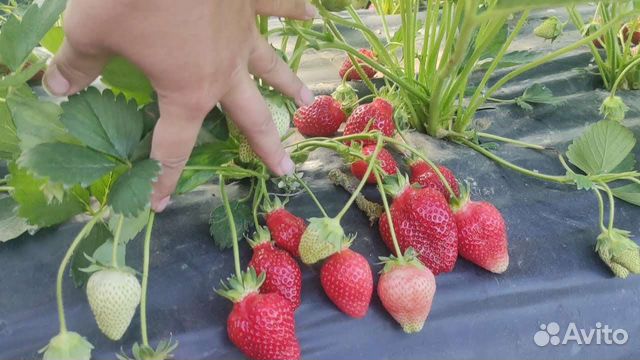 Клубника Азия саженцы усы купить в Нижнем Новгороде | Товары для дома и ...