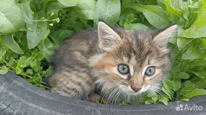 Котята Курильских бобтейлов