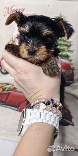 Йоркширский терьер щенки