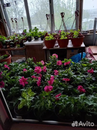 Рассада цветы и овощей