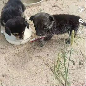 Собаки бесплатно в добрые руки щенки