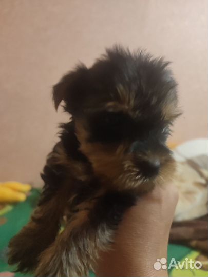 Йоркширский терьер