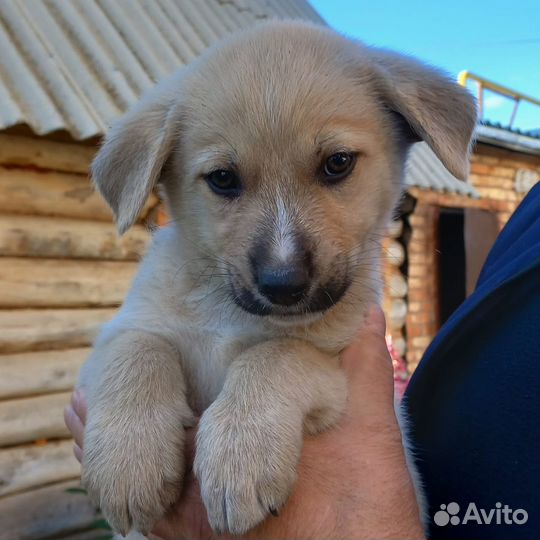 Щенки в добрые руки