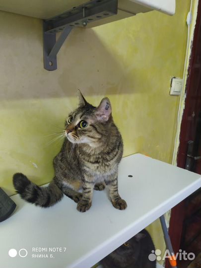 Кошки в добрые руки бесплатно