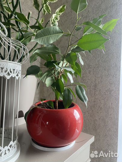 Бенджамина фикус