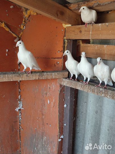 Декоративные голуби