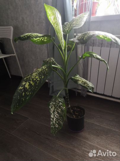 Диффенбахия