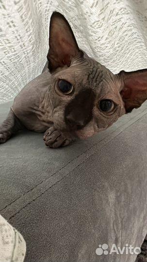 Канадский сфинкс вязка