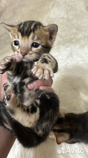 Бенгальские котята