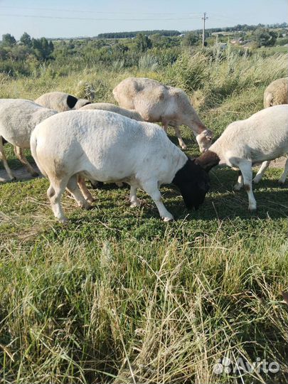 Овцы бараны ягнята дорпер