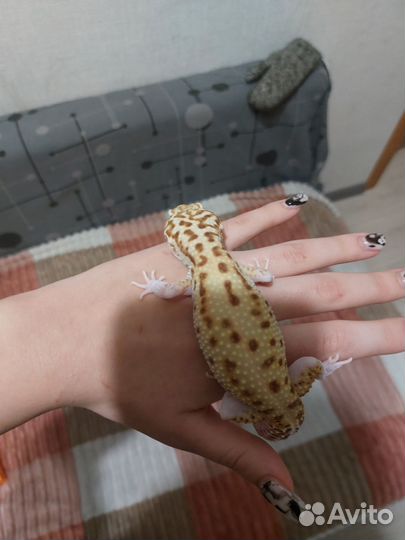 Эублефар с террариумом