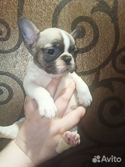 Французики