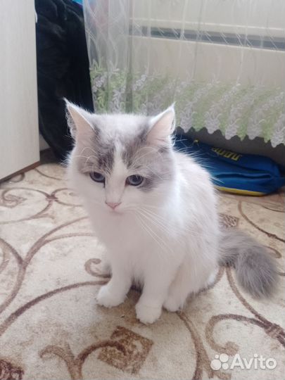 Кошка белая