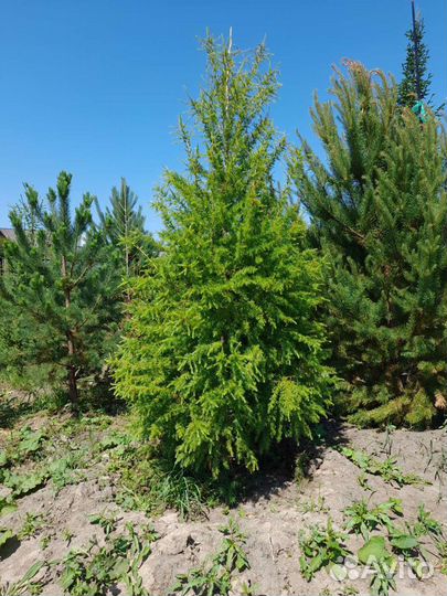 Саженцы Хвойных и Лиственных деревьев