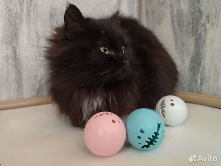 Кошка в дар