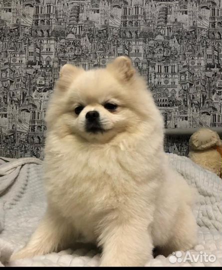 Шпиц вязка мальчик