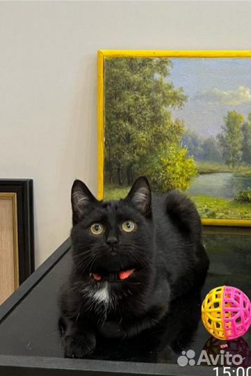 Котик - мурлыка