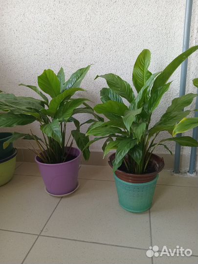 Спатифиллум