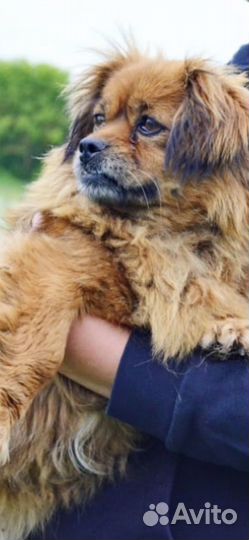 Маленькая собачка