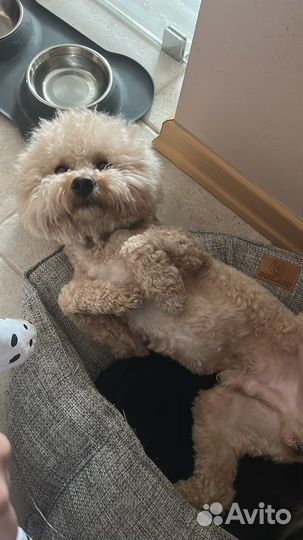 Собака для фотосессии (мальтипу)