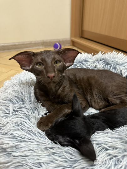 Ориентальный кот вязка