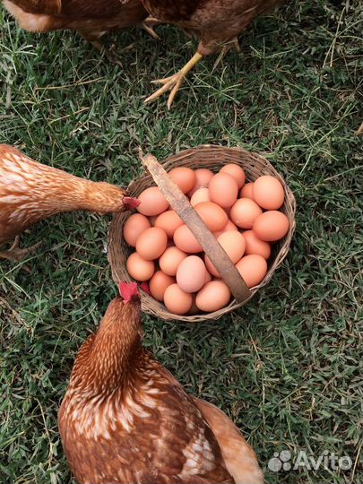 Неsушки курочки