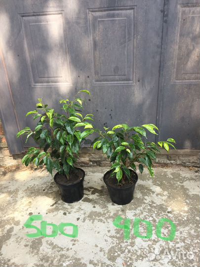 Продаются цветы