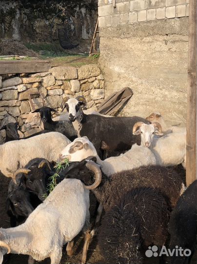 Баран Дорпер