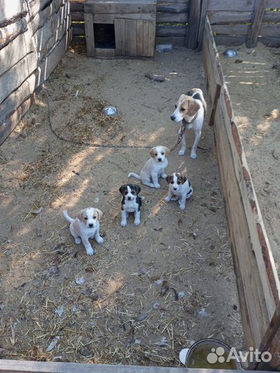 Щенки бигль