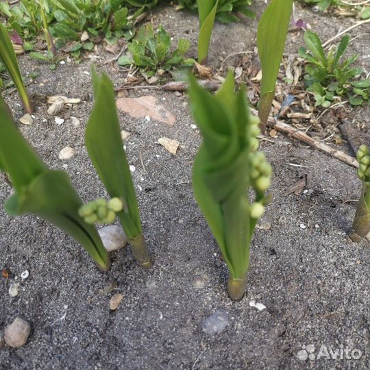 Рассада Ландыш майский