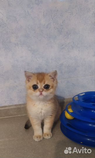 Шотландский мальчик