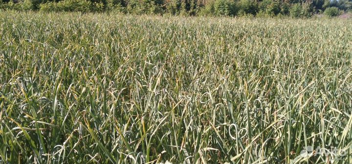 Стрелки чеснока