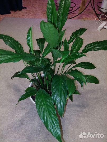 Спатифиллум