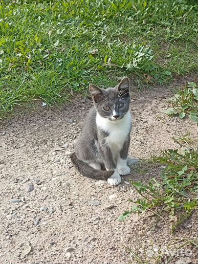 Котята, два мальчика, в добрые руки бесплатно