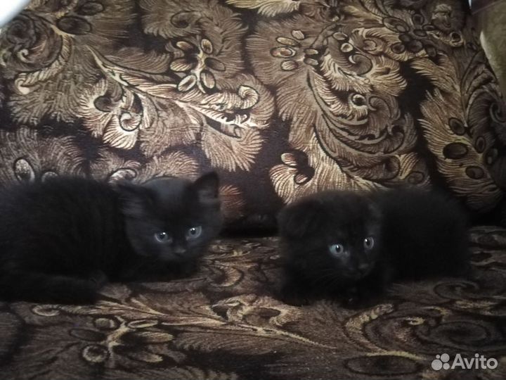 Отдам котят в добрые руки