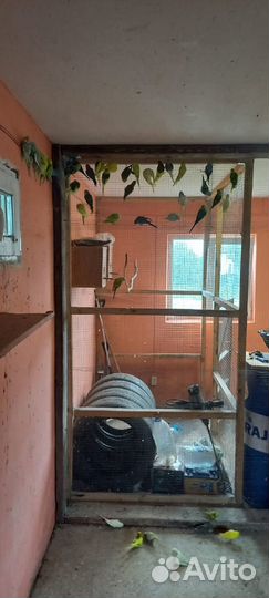 Продаю попугаев