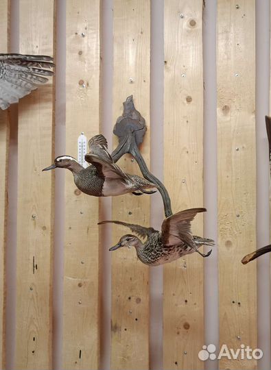 Чучела уток