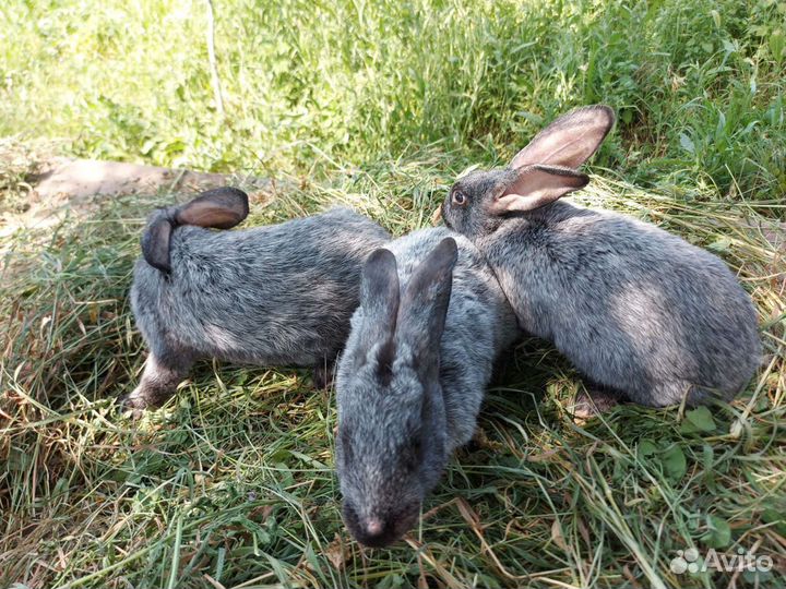 Кролики мясо и на племя