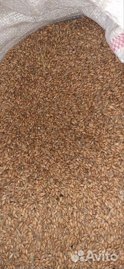 Зерно пшеница ячмень в мешках