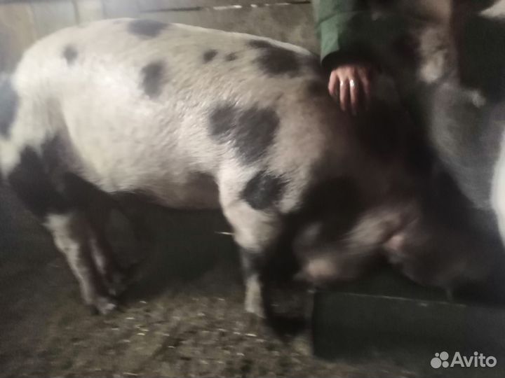 Мясо,Домашние