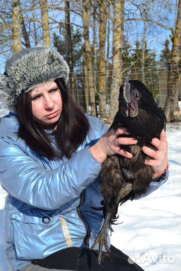 Инкубационное яйцо ухилюй и смесь пород