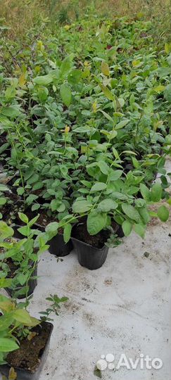 Голубика саженцы