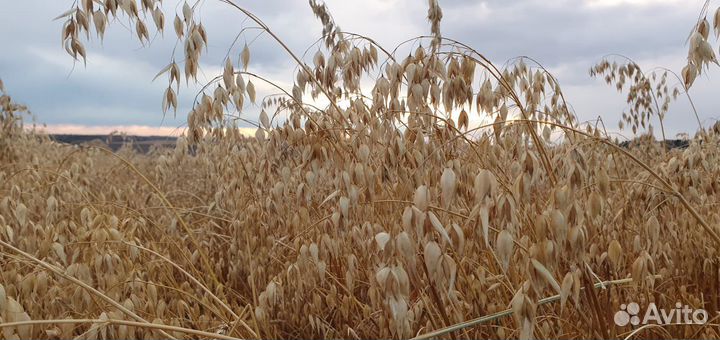 Зерно овес, пшеница, ячмень