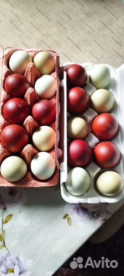 Инкубационное яйцо