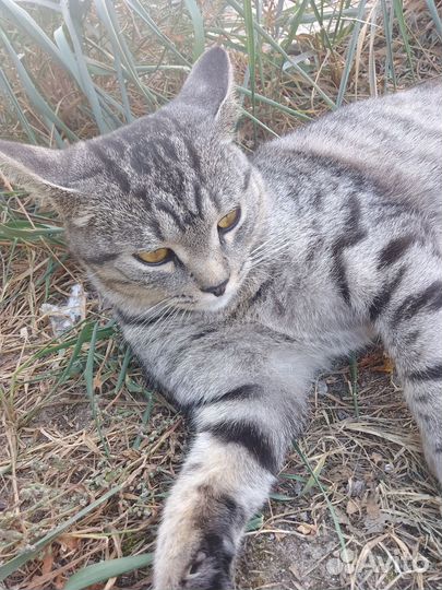 Отдам кота в добрые руки